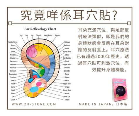 耳穴貼是什麼|余仁生中醫醫療中心